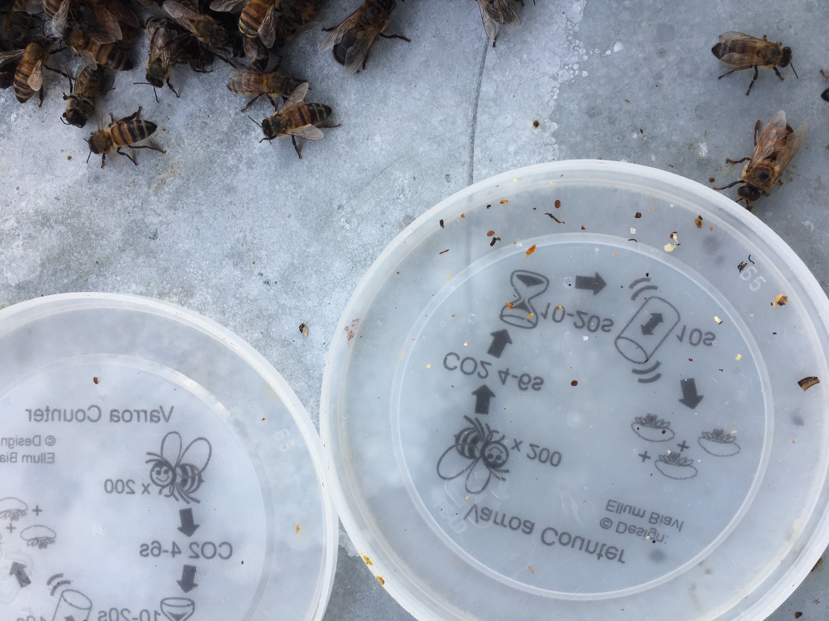 Risque sanitaire et Perspective de lutte Varroa