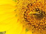 Miel de Tournesol 500gr