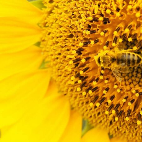 35829-Tournesol-avec-une-abeille