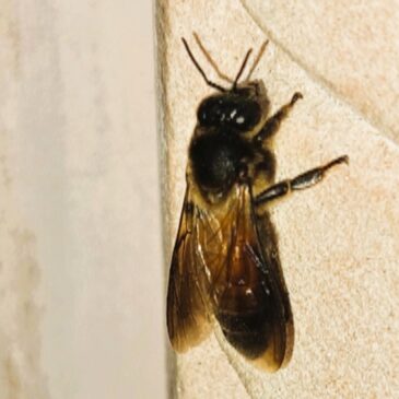 Apis Dorsata ou Abeille Géante