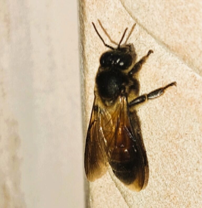 Apis Dorsata ou Abeille Géante