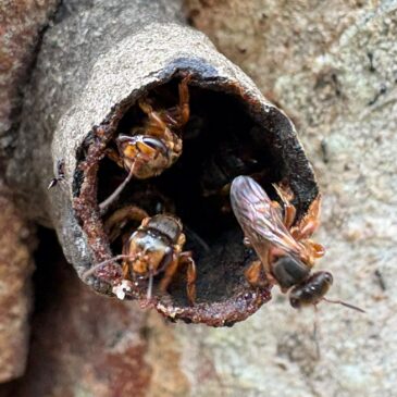 La Mélipona, L&rsquo;abeille des Mayas