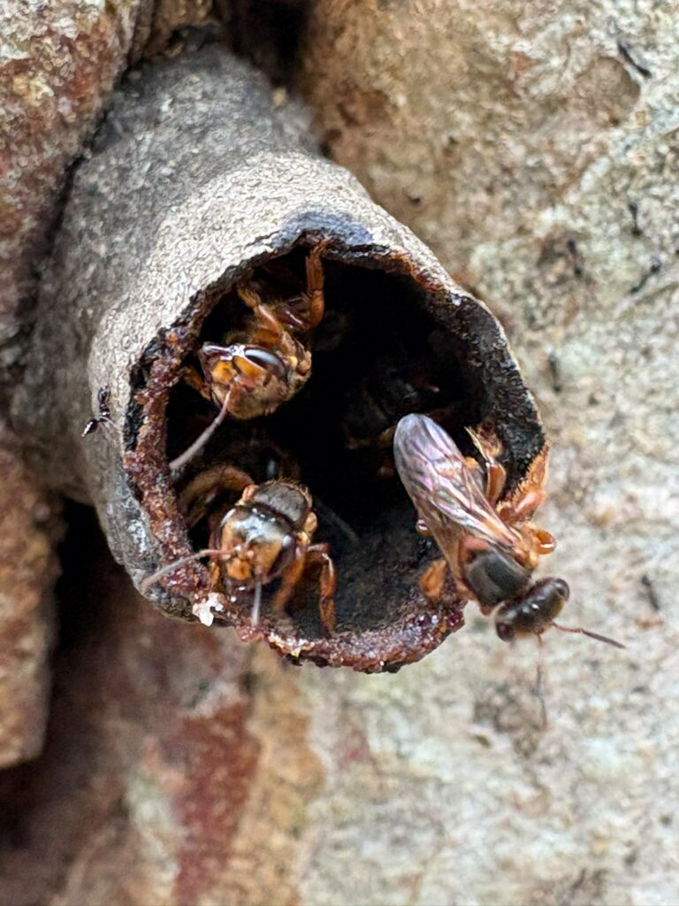 La Mélipona, L&rsquo;abeille des Mayas